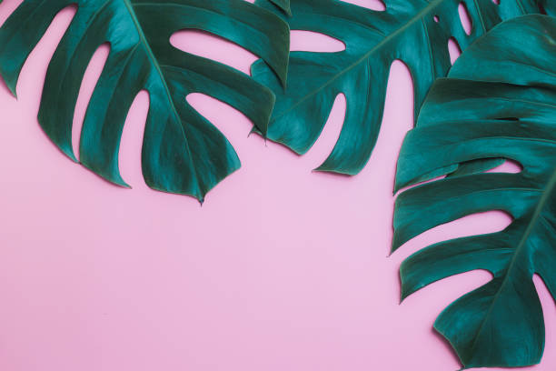 istock Aromatherapy  product  Spa set, flat lay composition.Tropical leaf concept style., massage with pink background. top view.Monstera leaves template, tropical summer fashion background. 1054651048