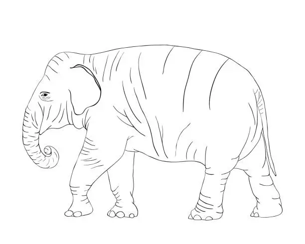 Vector illustration of Elephant for coloring book isolated on white background vector