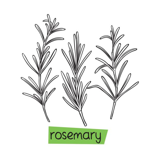 Rosemary hand drawn Rosemary hand drawn vector illustration. Herbs and spices. vector food branch twig stock illustrations