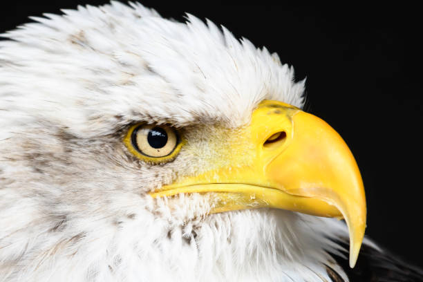 Bald Eagle Portrait Bald Eagle Portrait isolated on a black background eagle bald eagle american culture feather stock pictures, royalty-free photos & images