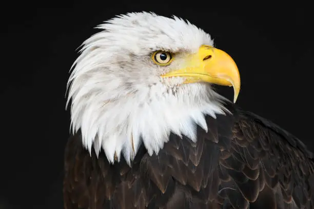 Photo of Bald Eagle Portrait