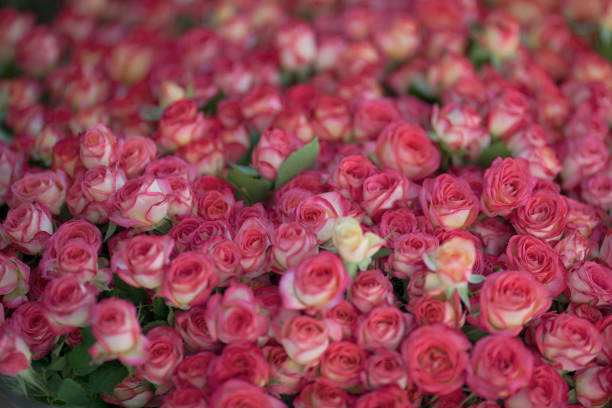 Bouquet of red roses outdoor