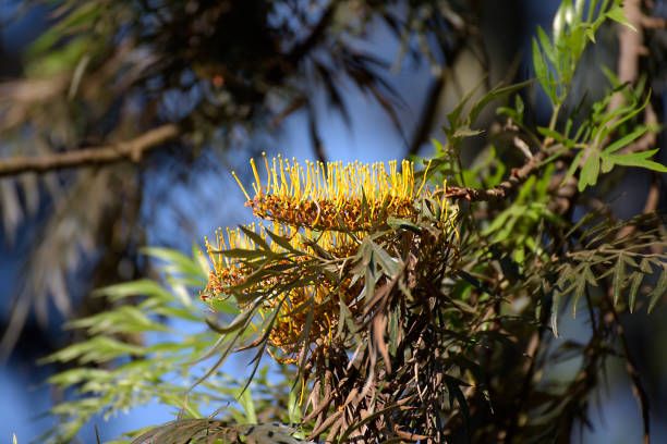 Flower of Rwanda growing on a tree
