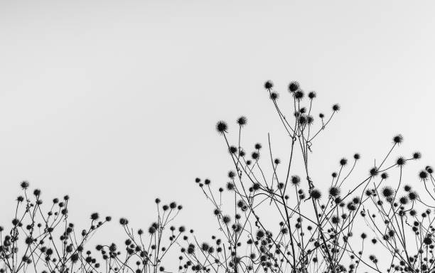 Black and white image of wilted burdock plants with hooked burs silhouetted against the sky. It is early in the morning of a sunny day in the beginning of the autumn season in the Netherlands.