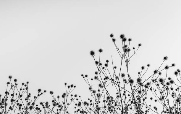 Black and white image of wilted and dried out burdock plants with hooked burs silhouetted against the sky Black and white image of wilted burdock plants with hooked burs silhouetted against the sky. It is early in the morning of a sunny day in the beginning of the autumn season in the Netherlands. hook of holland stock pictures, royalty-free photos & images