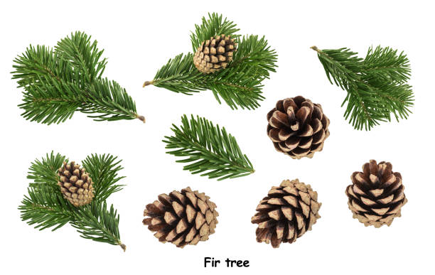 흰색 배경에 고립 된 전나무 트리 - pine branch pine tree pine cone 뉴스 사진 이미지