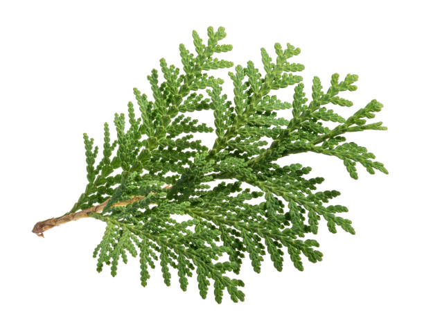 枝の thuja 白背景 - pine tree pine cone branch isolated ストックフォトと画像