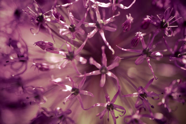 istock Close up alium flower with dandelion structure wit water drops. ma 1054663356