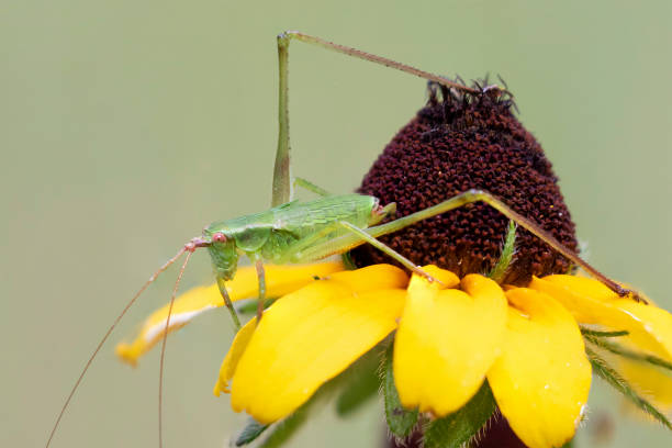 istock Katydid on a Black-eyed Susan 1054664460