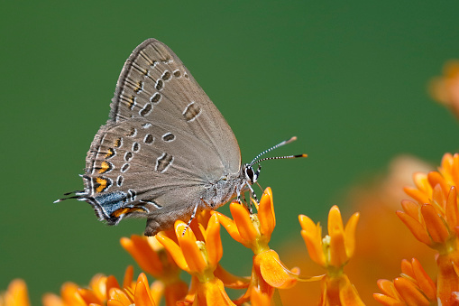 Butterfly spreading wings while drinking juice from flower - animal behavior.