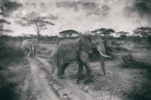 This photograph is worn out with digital technology effects.