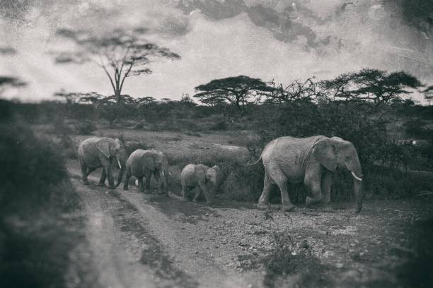 istock Old nostalgic photo of Kenya 1054665390