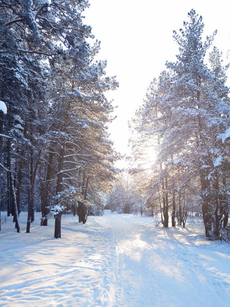istock Sunny morning in the winter snow-covered park, the path between the pine trees 1054666778