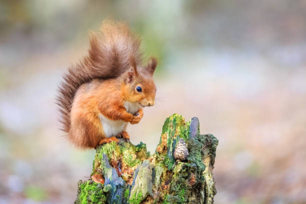 esquilo vermelho bonito sentado na floresta - curious squirrel - fotografias e filmes do acervo