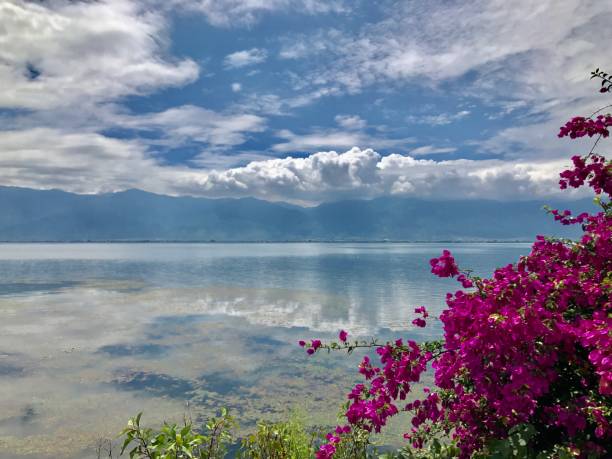 Bougainvillea by the Erhai Lake