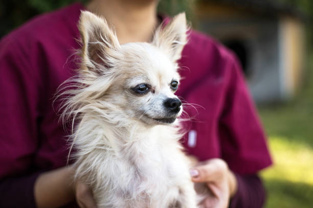 istock Old chihuahua dog 1054672836