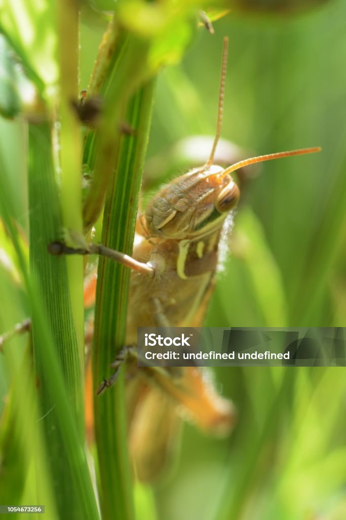 Patanga japonica - Foto de stock de Animal libre de derechos