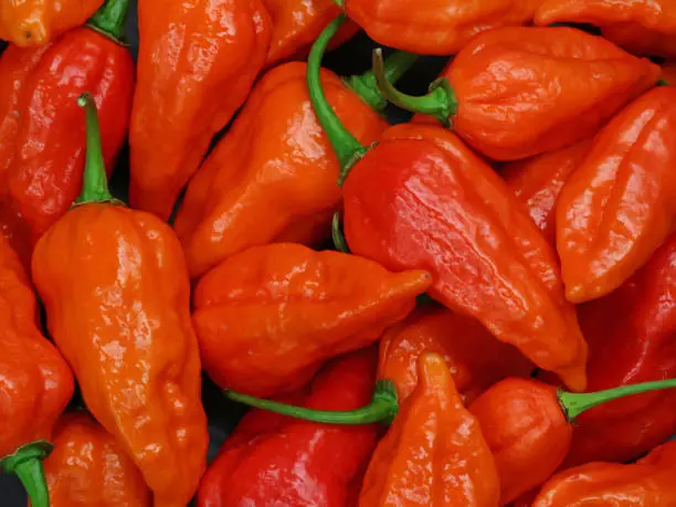 Photo of close up of chili peppers, bhut jolokia, the hottest pepper in the world