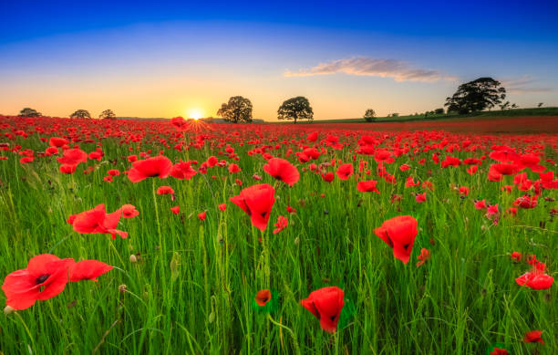 istock Poppy field sunset 1054676354