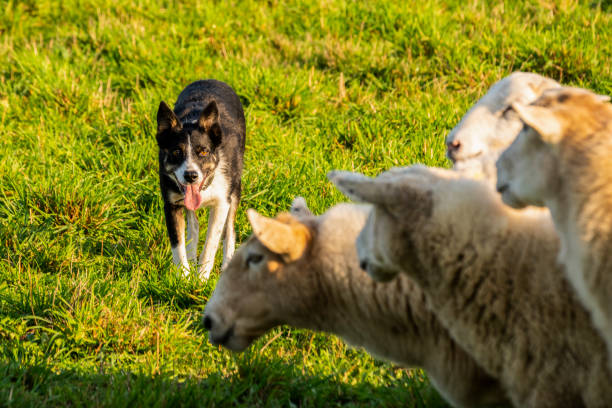 istock A trained sheepdog herding a flock of sheep 1054676388