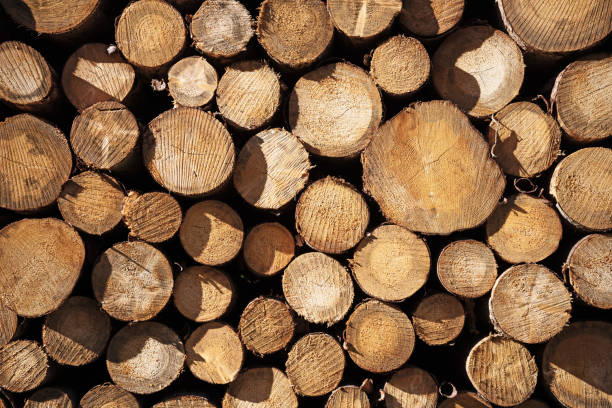 istock woodpile with logs of tree trunks, background texture 1054676462