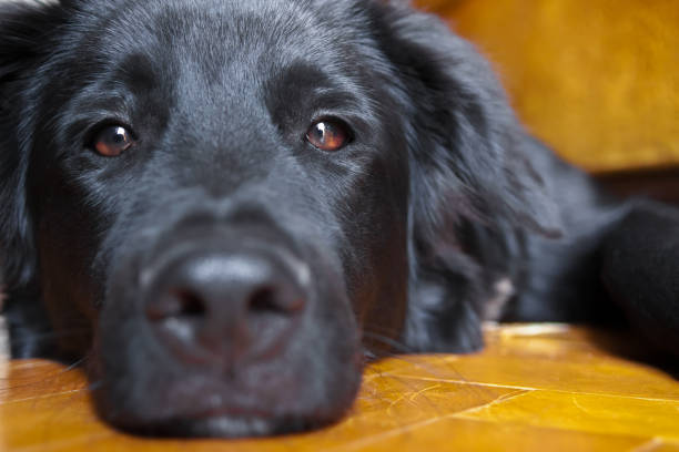 istock black dog lying on the floor. close-up, eyes half closed 1054678656