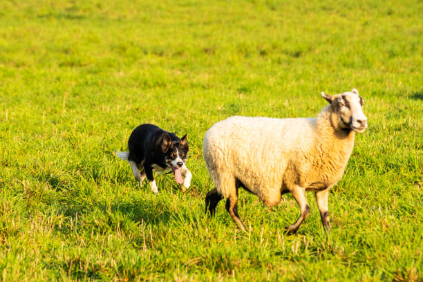 istock A trained sheepdog herding a flock of sheep 1054678718