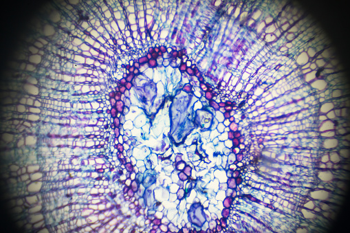 Tilia Stem C.S.under light microscopy