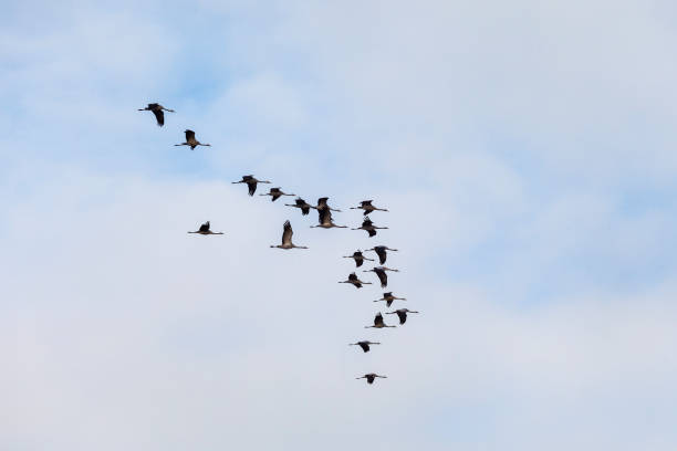 istock Flock of cranes flying in the sky 1054683430