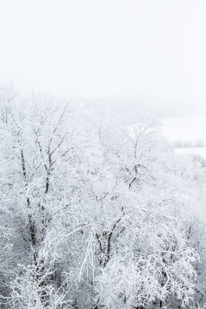 istock Trees with hoarfrost in the forest and fog 1054683506