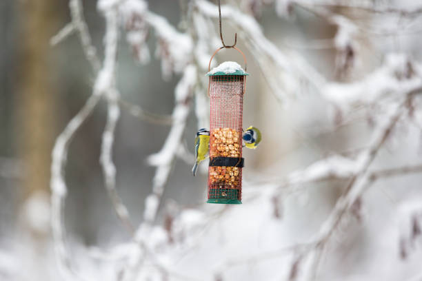 istock Blue tits eating from a bird feeder in the garden 1054683570