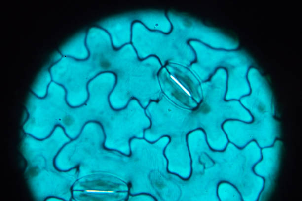 istock Lower epiderm of leaf of Vicia faba leaf W.M.under light microscopy 1054683694