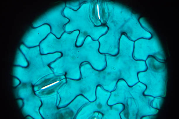 istock Lower epiderm of leaf of Vicia faba leaf W.M.under light microscopy 1054683726