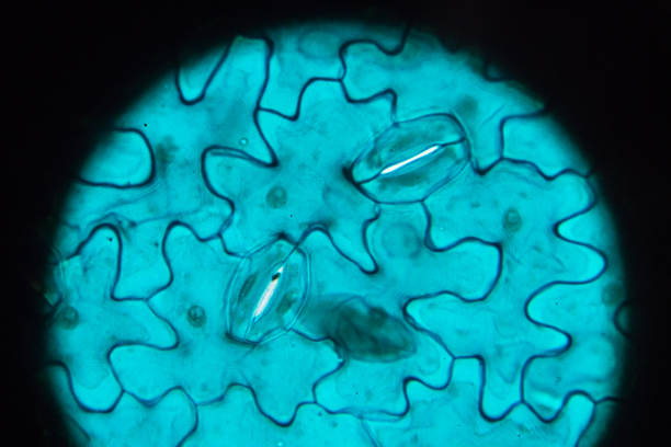istock Lower epiderm of leaf of Vicia faba leaf W.M.under light microscopy 1054683760