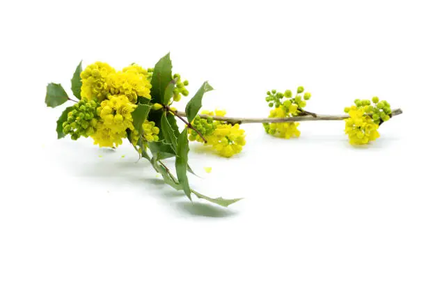 Mahonia branch with yellow flowers isolated on white background