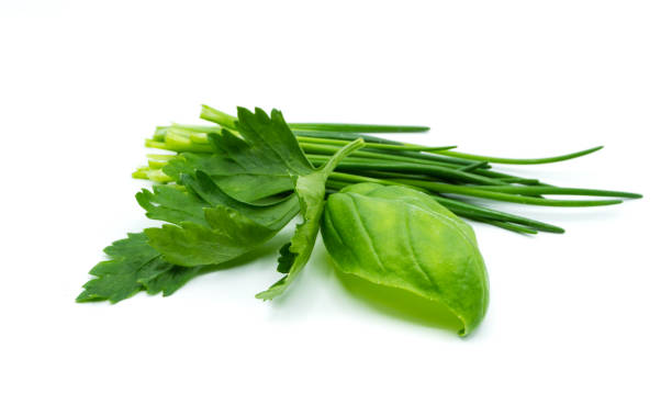 istock Herbs mix basil chive parsley isolated on white background 1054689820