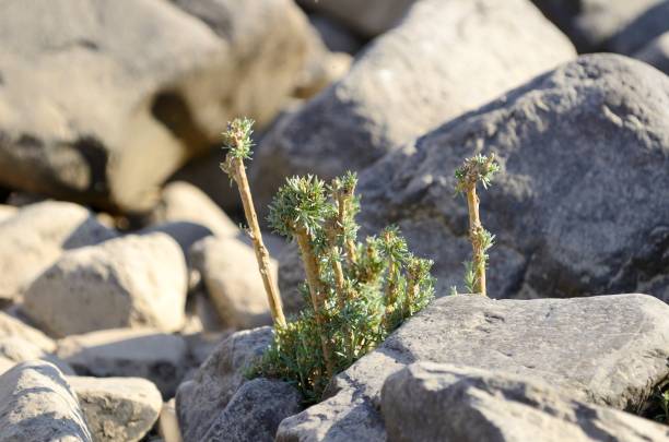 park narodowy richtersveld - richtersveld national park zdjęcia i obrazy z banku zdjęć