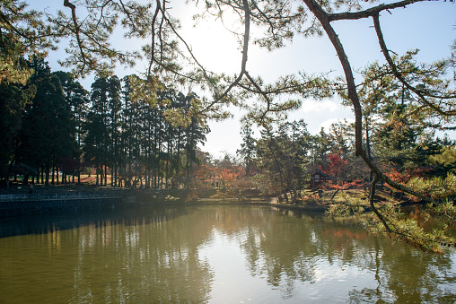 Trees and lake view in park