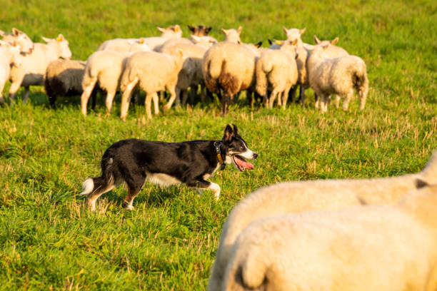 istock A trained sheepdog herding a flock of sheep 1054696462