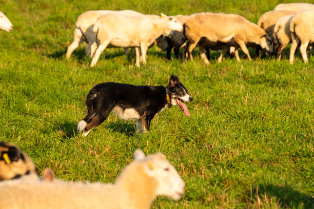 istock A trained sheepdog herding a flock of sheep 1054696814