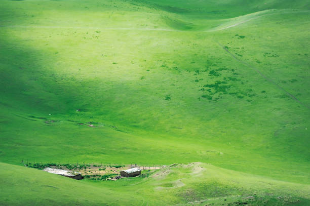 beautiful mountain pasture in the summer