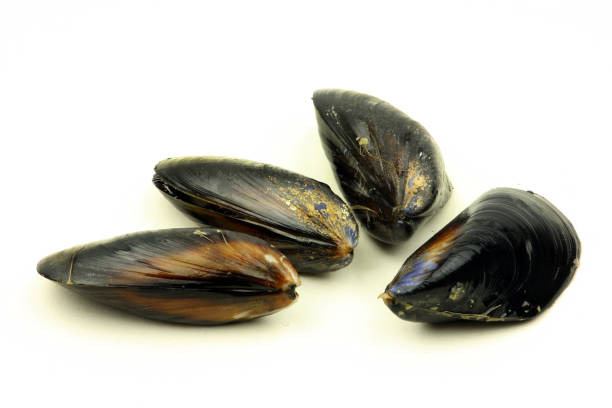 istock Raw blue mussels on a white background 1054703040