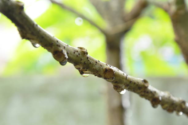 istock drop of water on star gooseberry branch 1054703176