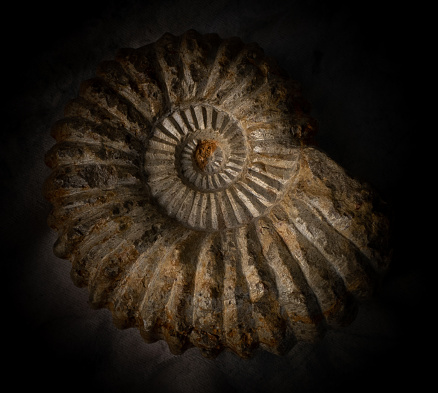 Ammonite fossils in limestone. The ammonites where living between 409 and 65 million years ago (Mya). The fossils where found in the canton of Aargau (Switzerland).