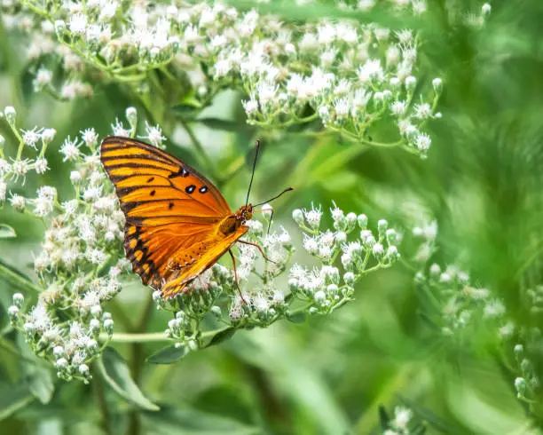 Gulf Fritillary Butterfly among white wild flowers along the nature trail in Pearland, Texas!