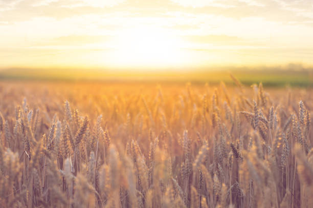 istock summer wheat field at the sunset 1054705130