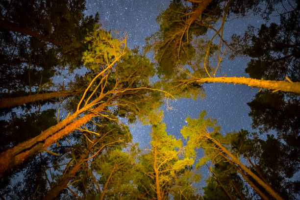 istock night scene, high pine tree forest and night starry sky 1054705426
