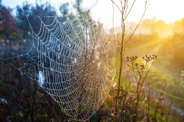 istock wet spider web on the bush in a rays of morning sun 1054705668