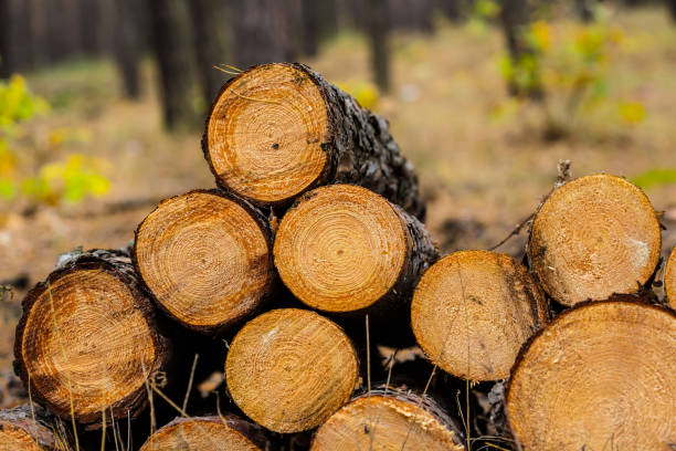 istock closeup heap of pine tree trunk in a forest 1054707946