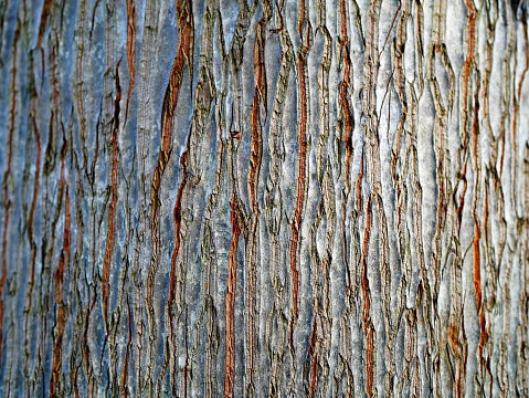 Extreme close-up of moss growing on tree trunk at forest in Petanjski Springs